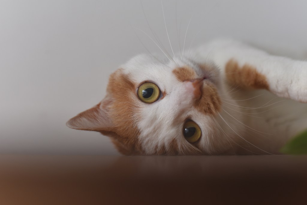 [Little Demos] 01 – Wine Glass Einstein&nbsp;Rings