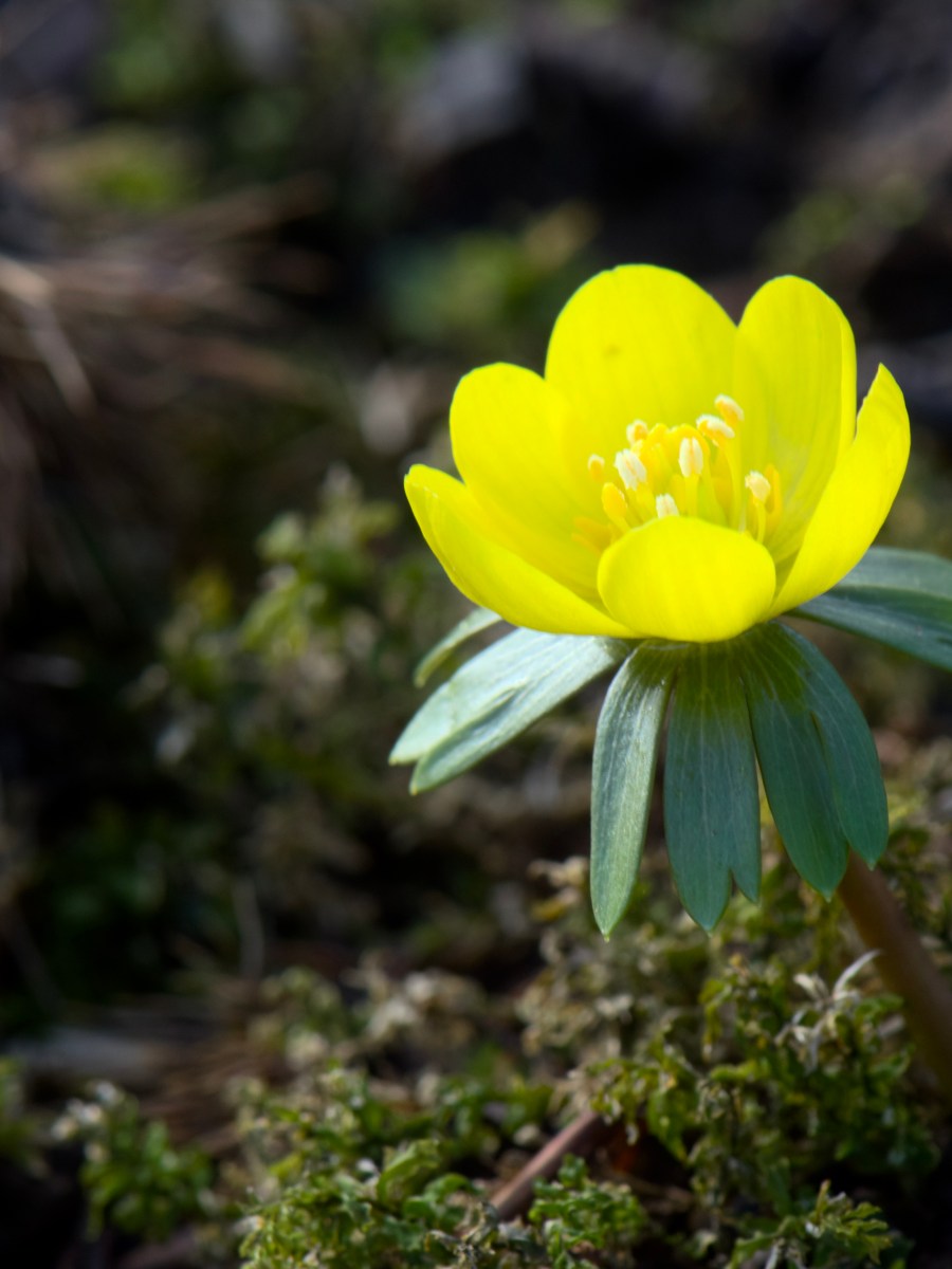 [Photo Journal Mini’] Spring&nbsp;Springs